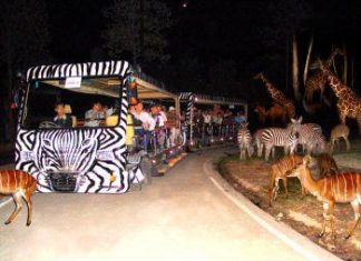 Bengal Tiger cubs, Chiangmai Night Safari newest members